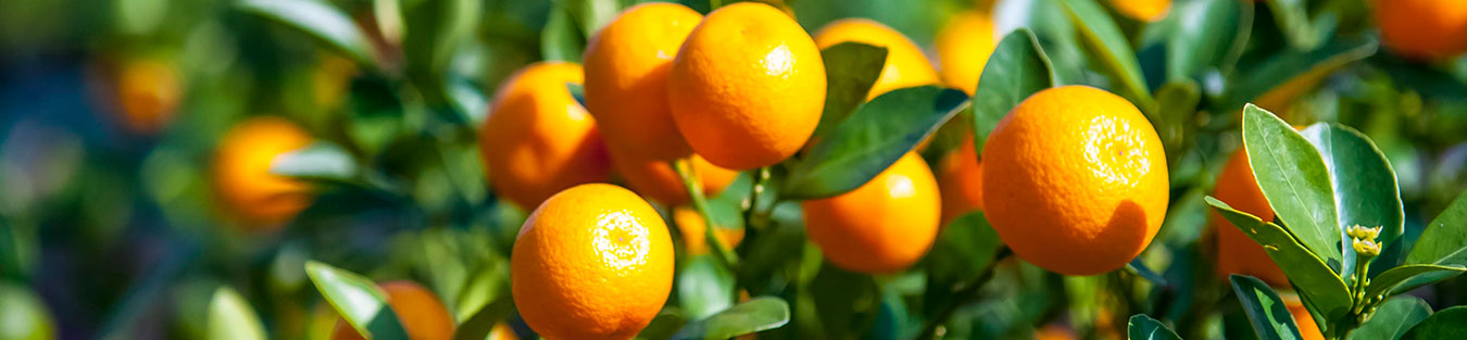Chinese New Year Citrus Plants Replanting Scheme