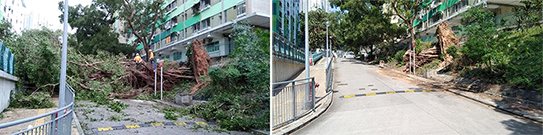 相片：清理阻塞行車通道的塌樹（南山邨）
