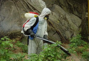 圖：在斜坡噴滅蚊油