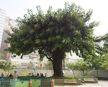 Ficus elastica 2