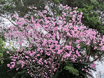 粉紅風鈴木