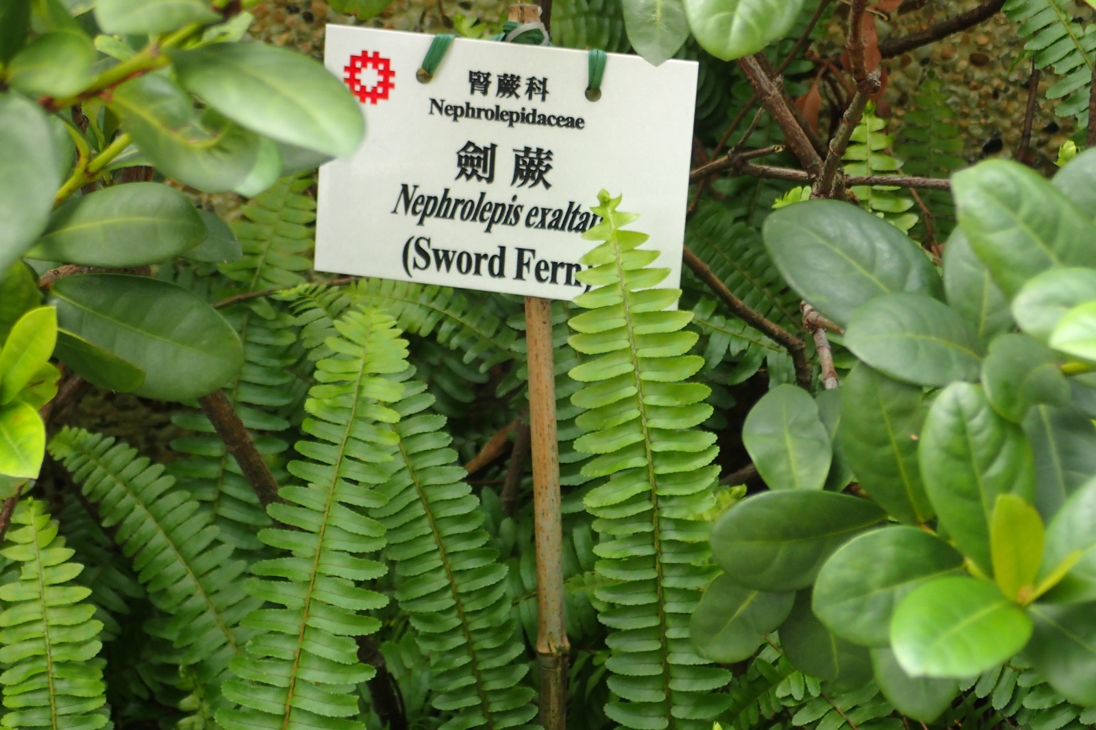 Evergreen plants with labels 2