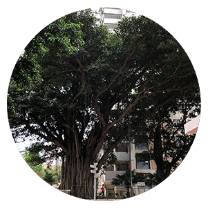 Choi Hung Estate - Mountain Fig (Ficus altissima)