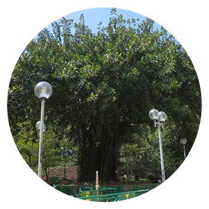 Tai Hing Estate - India-rubber Tree (Ficus elastica)