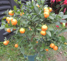 相片: 冠軍 - 藍田邨