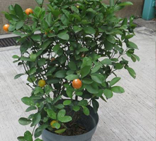 相片: 亞軍 - 水邊圍邨