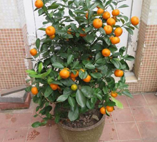 相片: 季軍 - 寶達邨