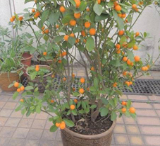 相片: 冠軍 - 天恩邨