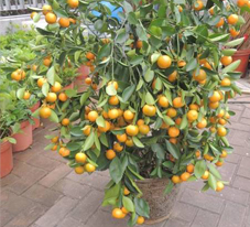 相片: 亞軍 - 秀茂坪南邨