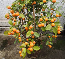 相片: 季軍 - 富昌邨