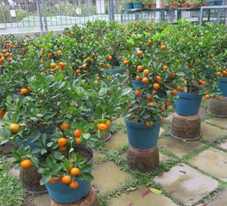 相片: 冠軍 - 藍田邨