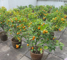 相片: 季軍 - 天瑞(一)邨