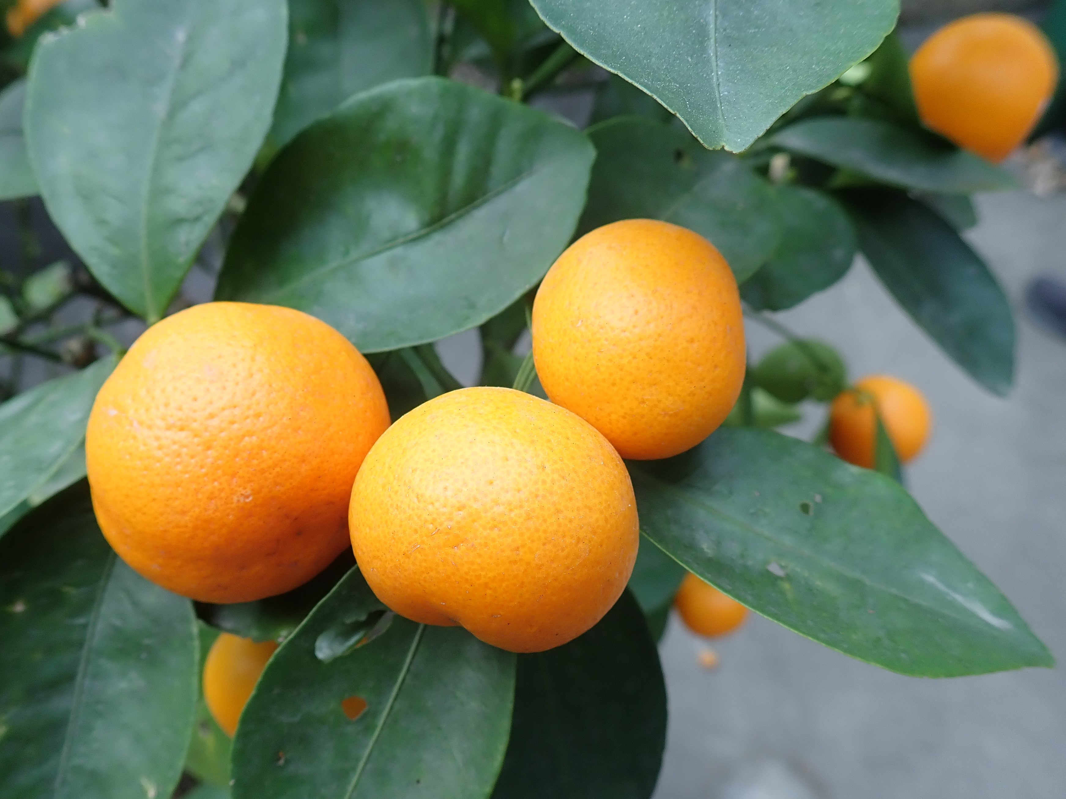 Chinese New Year Citrus Plants Replanting Scheme | Hong Kong Housing ...