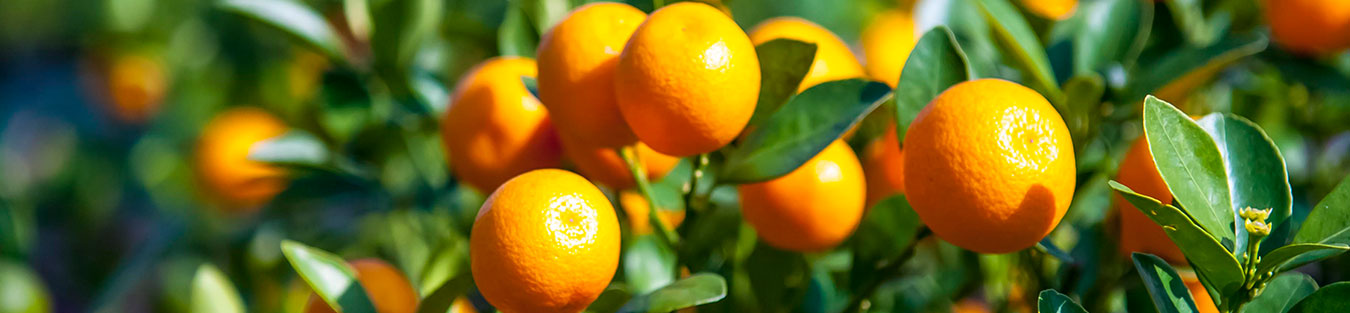 Chinese New Year Citrus Plants Replanting Scheme Chinese New Year Citrus Plants Replanting Scheme