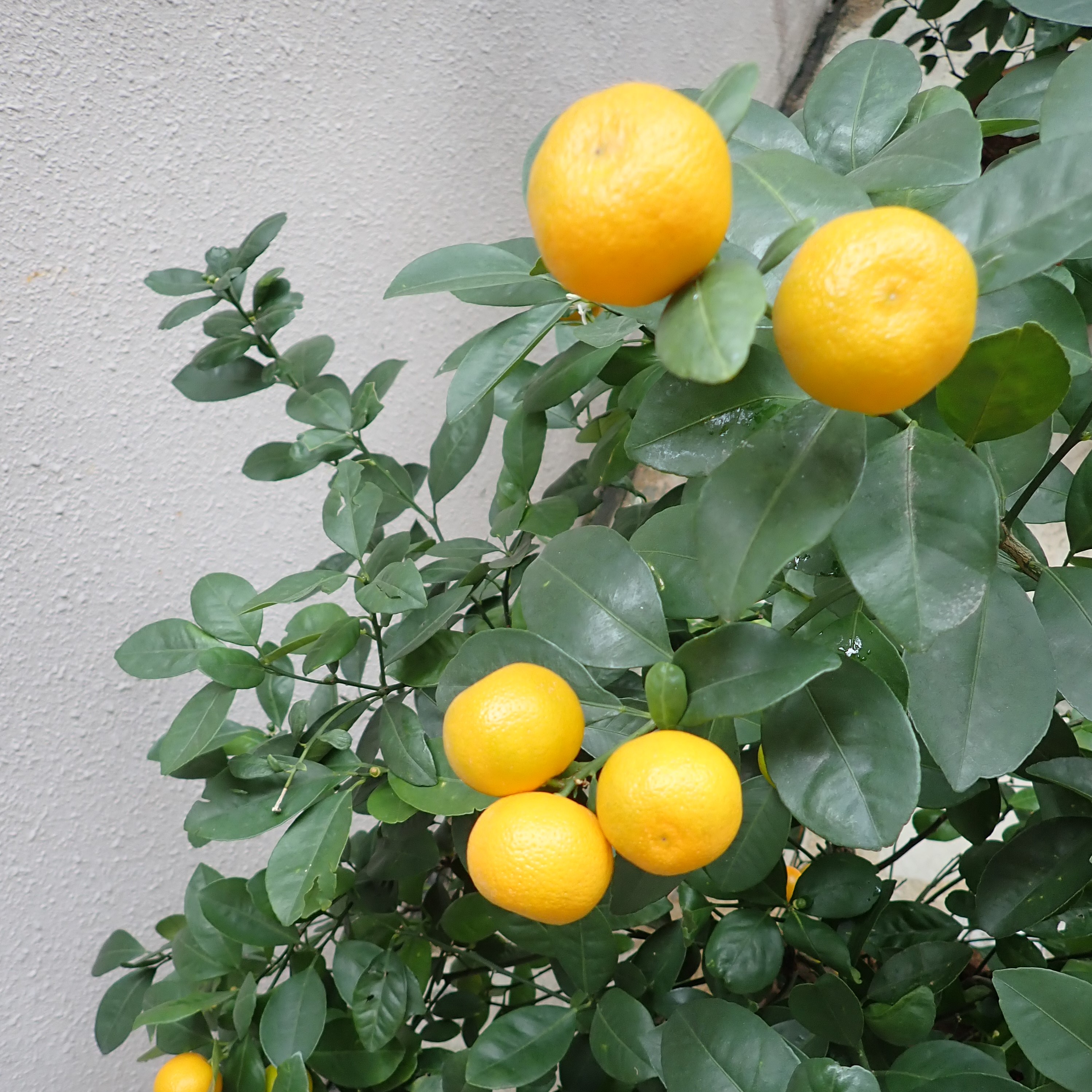 Photo: 冠軍 – 水泉澳邨