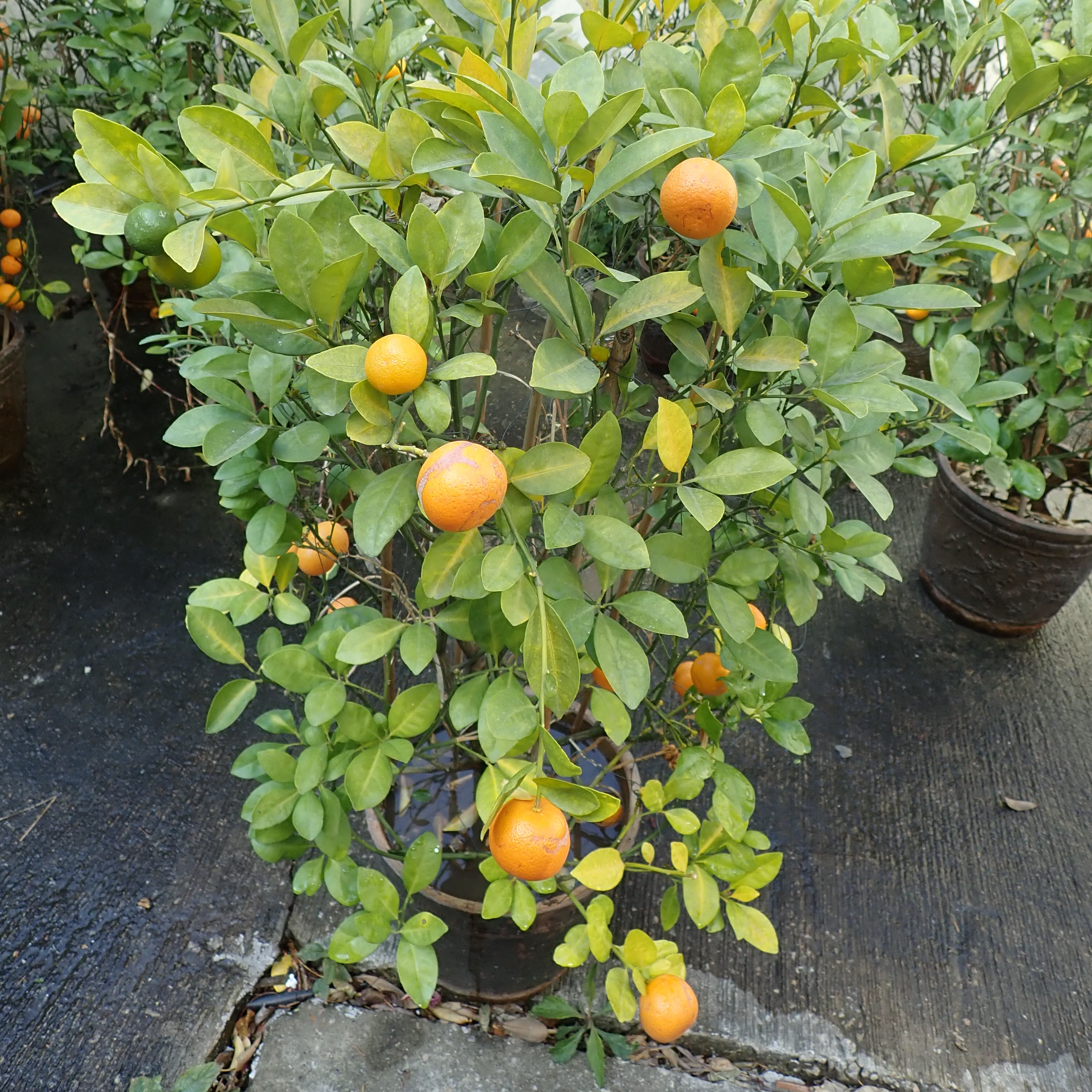 Photo: 亞軍 – 富昌邨