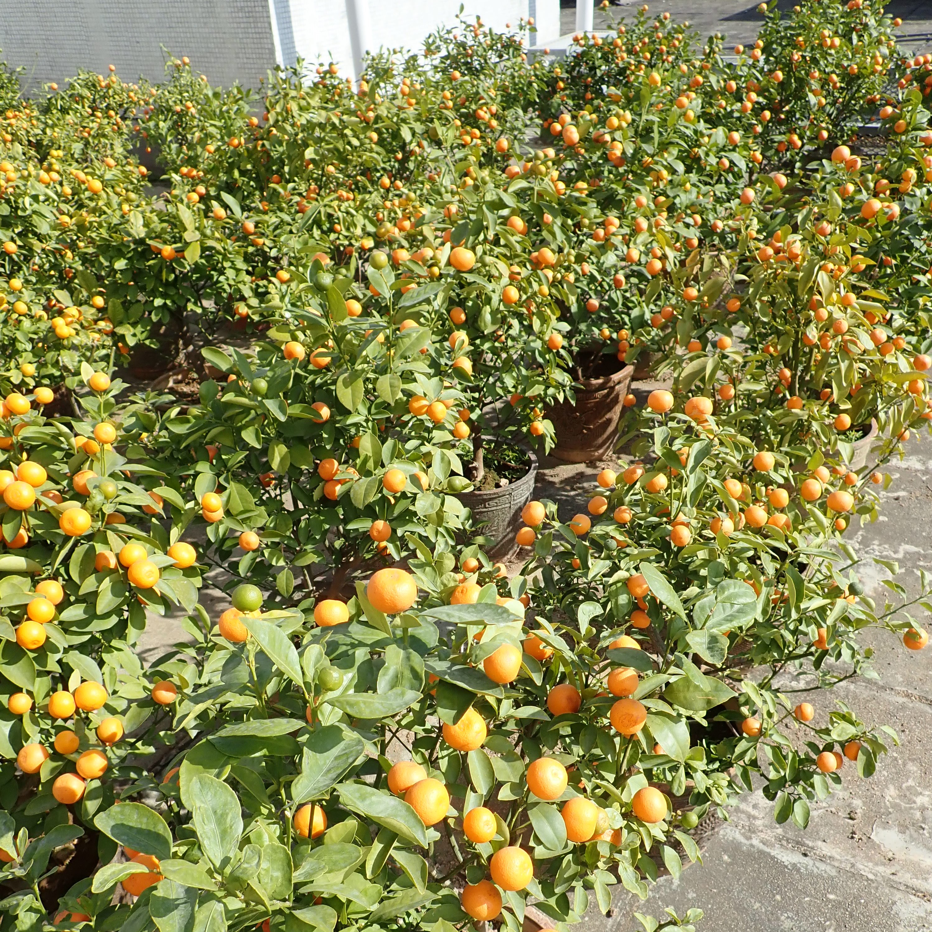 Photo: 冠軍 – 天瑞(一)邨