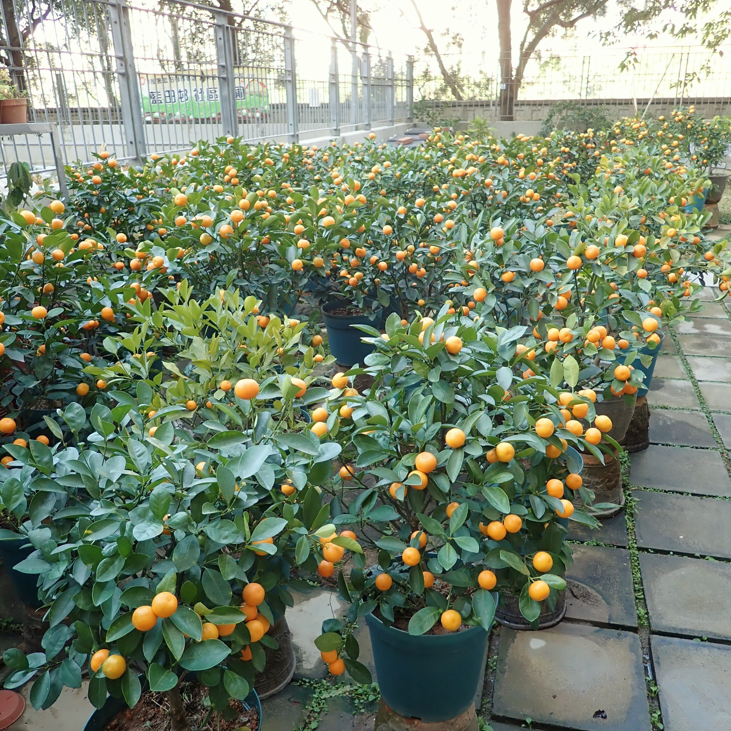 Photo: 亞軍 – 藍田邨