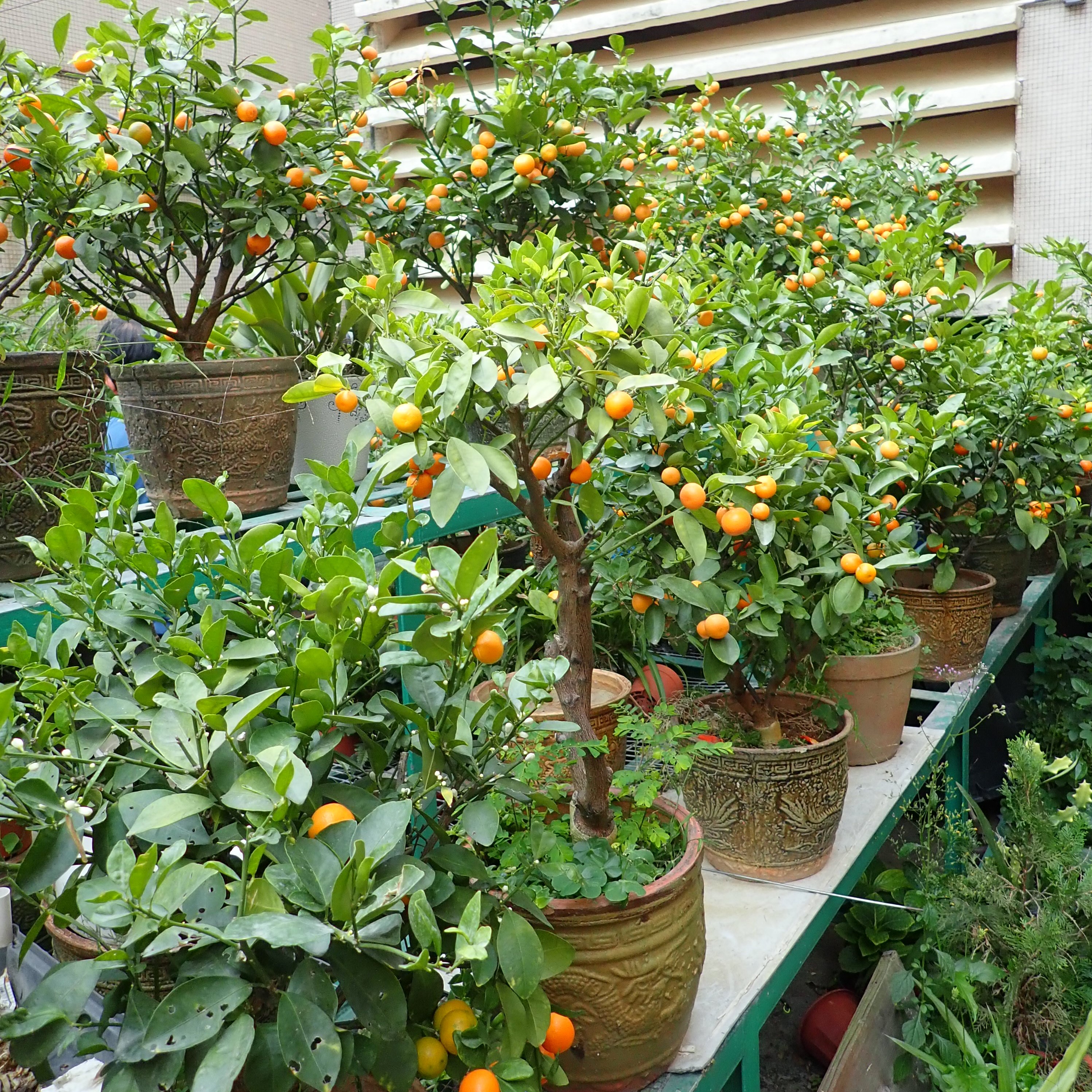 Photo: 季軍 – 水邊圍邨