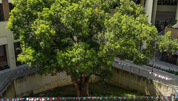Photo: 樟树为香港本地原生物种。其树冠广阔，形态优美，全株所有部位均具香樟的气味。