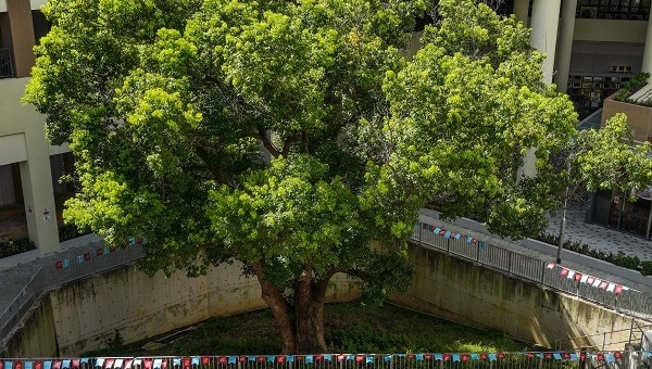 Photo: Camphor Tree is a native species in Hong Kong. The crown of the tree is board with a captivating silhouette and all parts of the plant are camphor-scented.