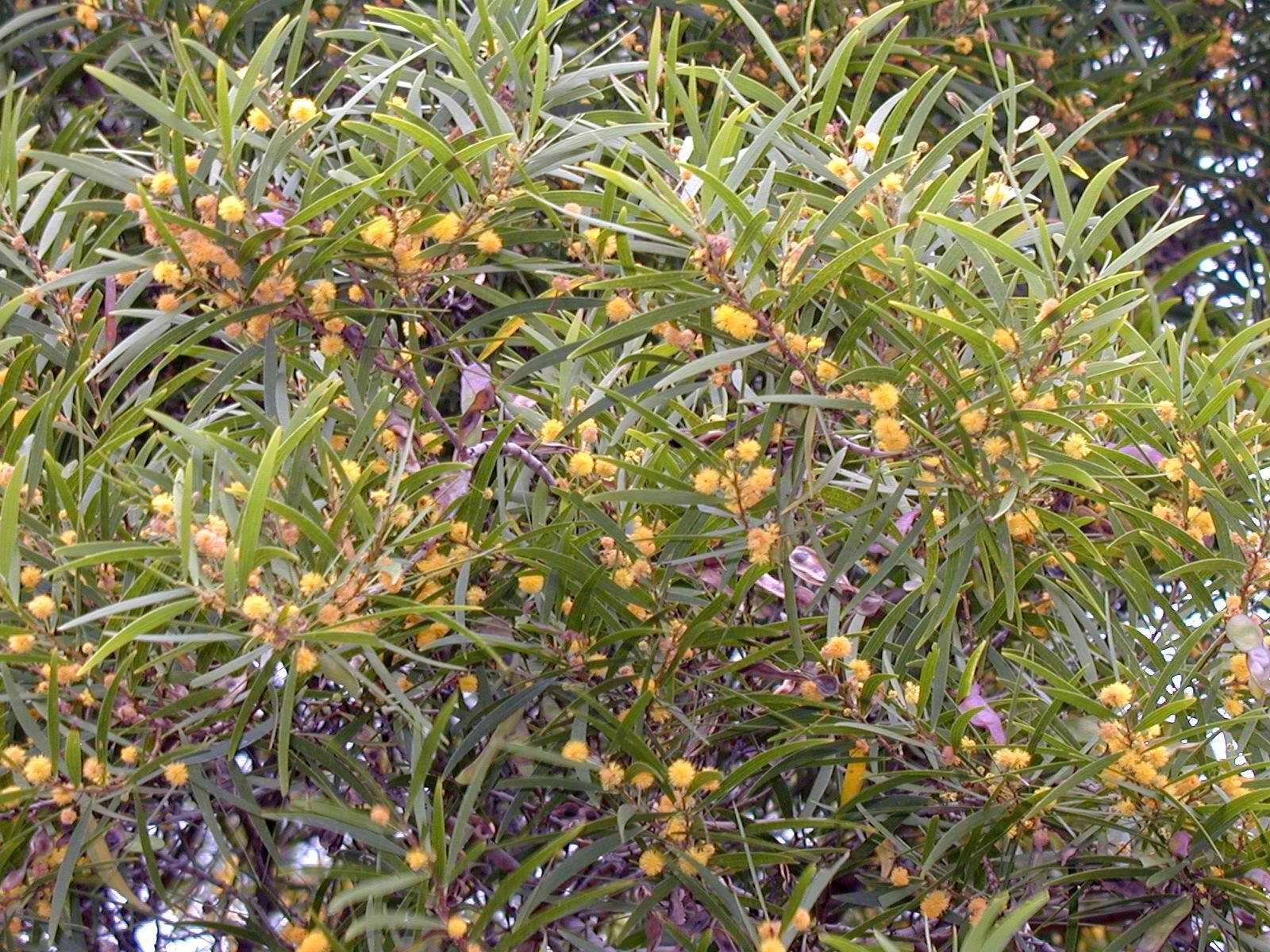 Photo: Photo: Acacia confusa - Flower