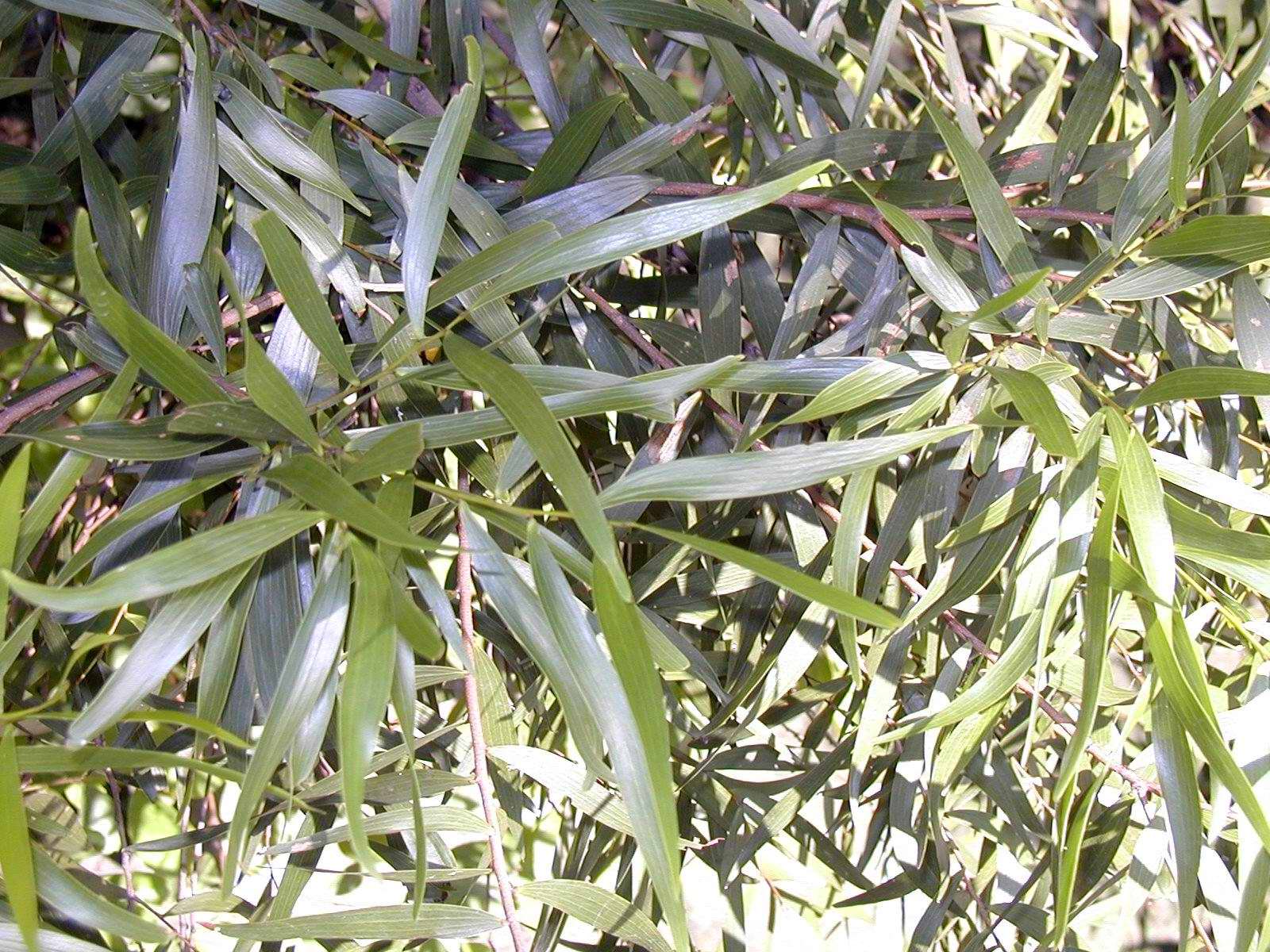 Photo: Photo: Acacia confusa - Leaves