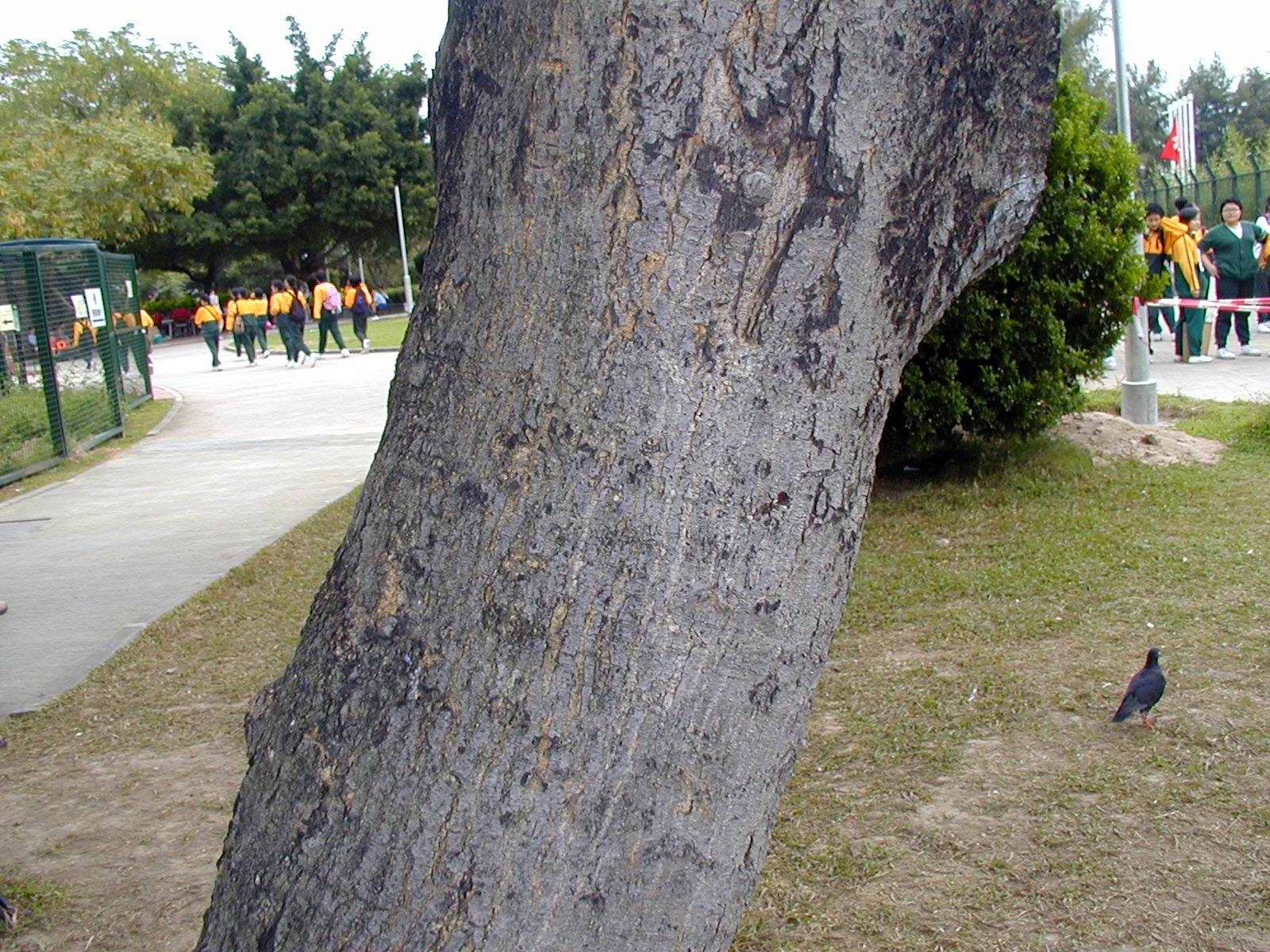 Photo: Photo: Acacia confusa - Bark