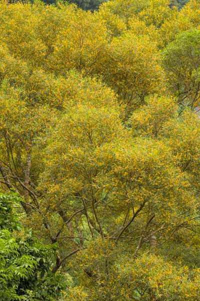 Photo: Photo: Acacia confusa - During Blosoom