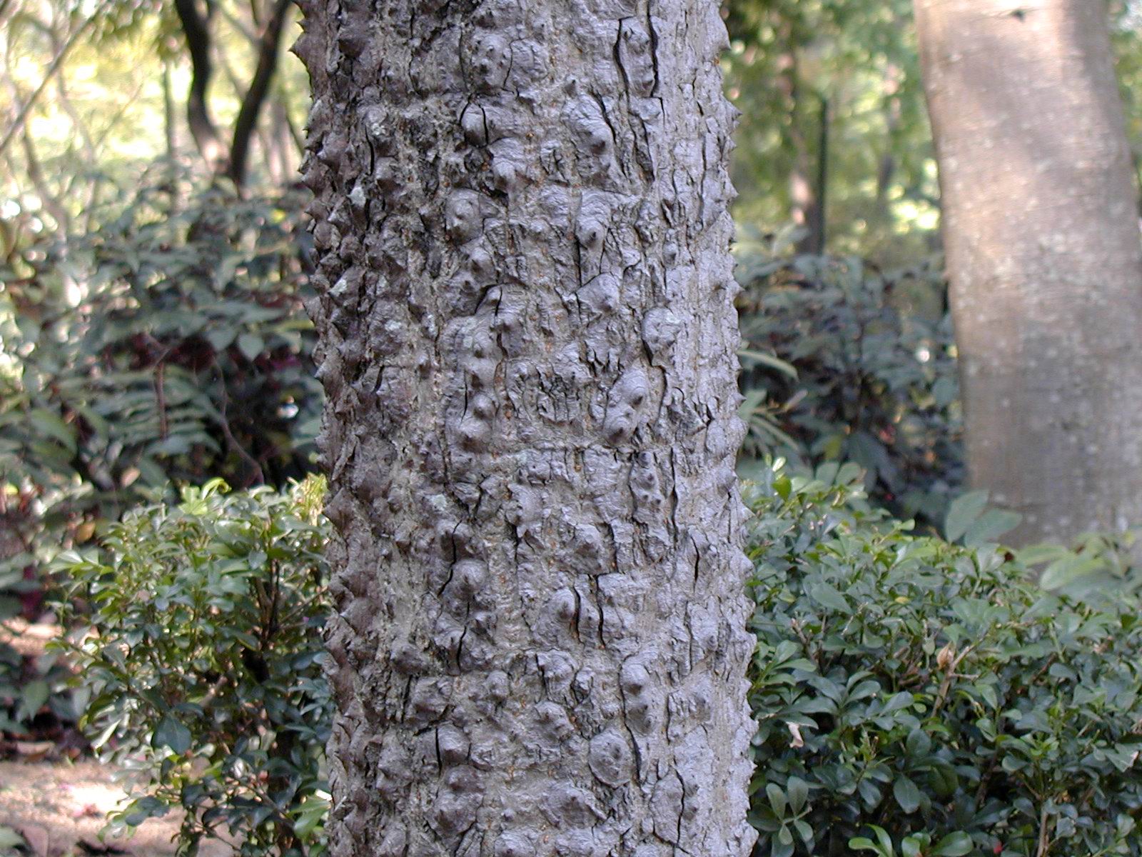 相片 ： 木棉 － 樹皮