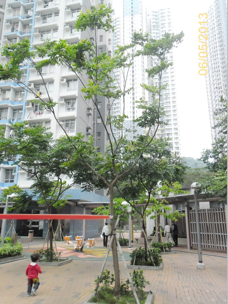 相片 ： 台灣欒樹