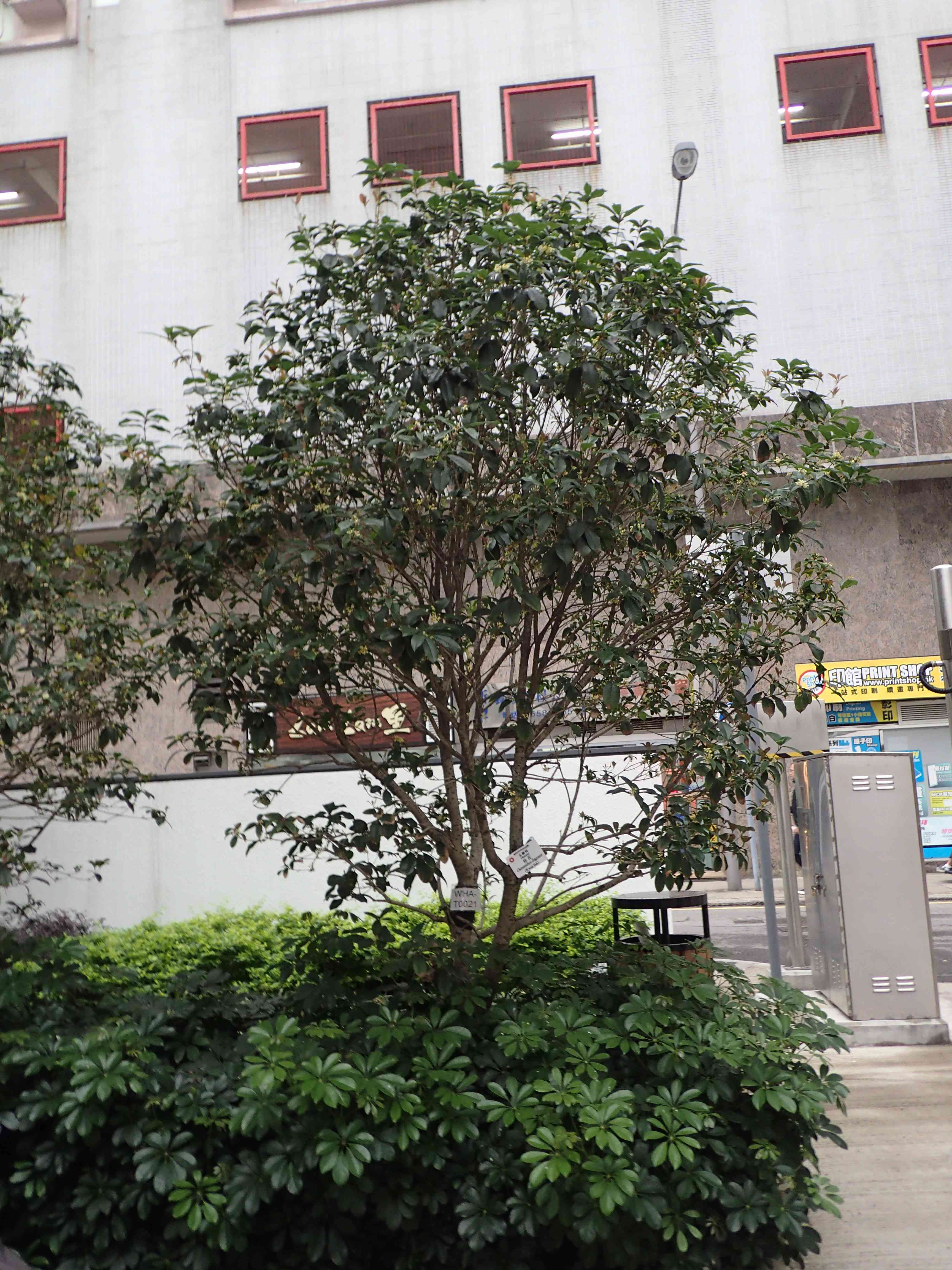 Photo: Photo: Osmanthus fragrans