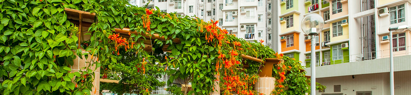 Common Tree Species in our Public Housing Estates