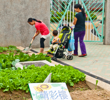 Photo: The community farm at Tin Ching Estate