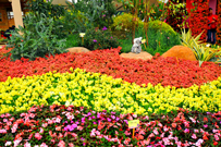 Photo: The Australian zone features an array of blossoms.