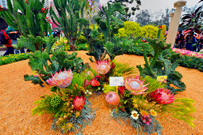 Photo: Distinctive plant species from the desert region.