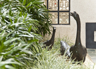 相片：散布邨內各處的鵝雕塑，為屋邨平添生氣。