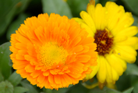 相片：金盞花(左)和勛章菊這類時花，為屋邨增添不少色彩和生氣。
