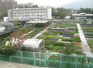 相片：朗邊苗圃分為三個區域，分別為時花繁殖區、植物換盤區和植物護理區(左至右)。
