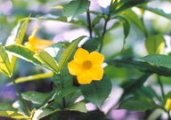 相片：硬枝黃蟬、龍船花、茶花和桂花(順時針方向)是屋邨常見的花種。