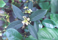 硬枝黃蟬、龍船花、茶花和桂花(順時針方向)是屋邨常見的花種。