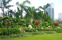相片：屯門友愛邨的「愛心花園」(左)及園中的心形植物(中)；深水埗海麗邨「蝴蝶園」(右)。