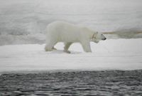 相片：北極熊