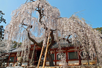 相片：冰室神社垂櫻