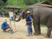相片：泰國清邁 － 大象訓練營
