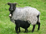 相片：黑母羊與小羊。