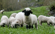 相片：兹馬(Zermatt)特產的可愛黑臉小羊。