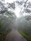 相片：霧氣繚繞林間小道，充滿詩情畫意。