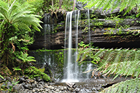 相片：費爾德山國家公園(Mount Field National Park)的Russell Fall