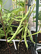相片：冠軍組別「巧多士」種植的四季豆。